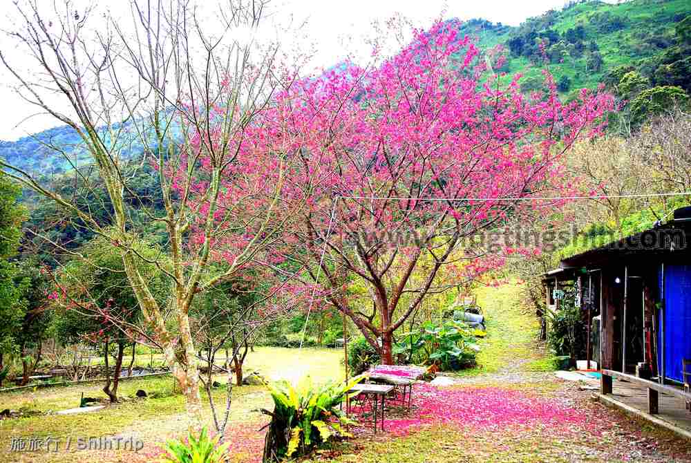 第4409篇 屏東瑪家 督察部落桃花園ｘ台灣施旅行 Pingtung Majia Peach Blossom Garden X Taiwan Shihtrip 施旅行 旅遊景點影像導覽計畫