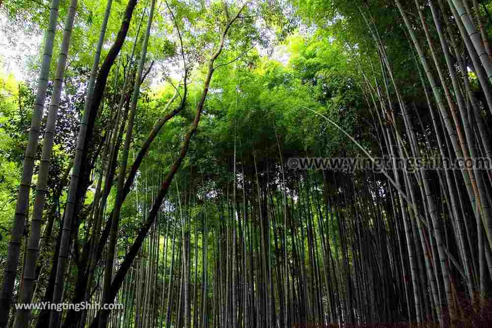 YTS_YTS_20180711_Japan Kansai Kyoto Arashiyama Bamboo Forest ／Nonomiya-Jinja Shrine 日本關西（近畿）京都嵐山竹林小徑、散策路／野宮神社010_3A5A3684.jpg