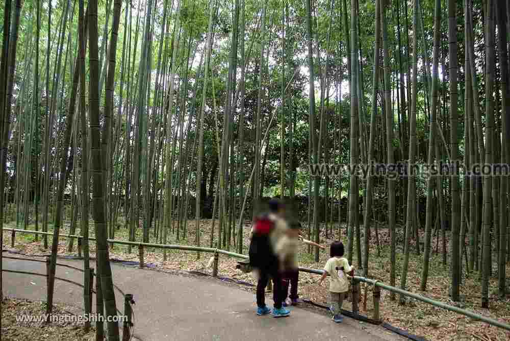 YTS_YTS_20180711_Japan Kansai Kyoto Arashiyama Bamboo Forest ／Nonomiya-Jinja Shrine 日本關西（近畿）京都嵐山竹林小徑、散策路／野宮神社072_3A5A7537.jpg