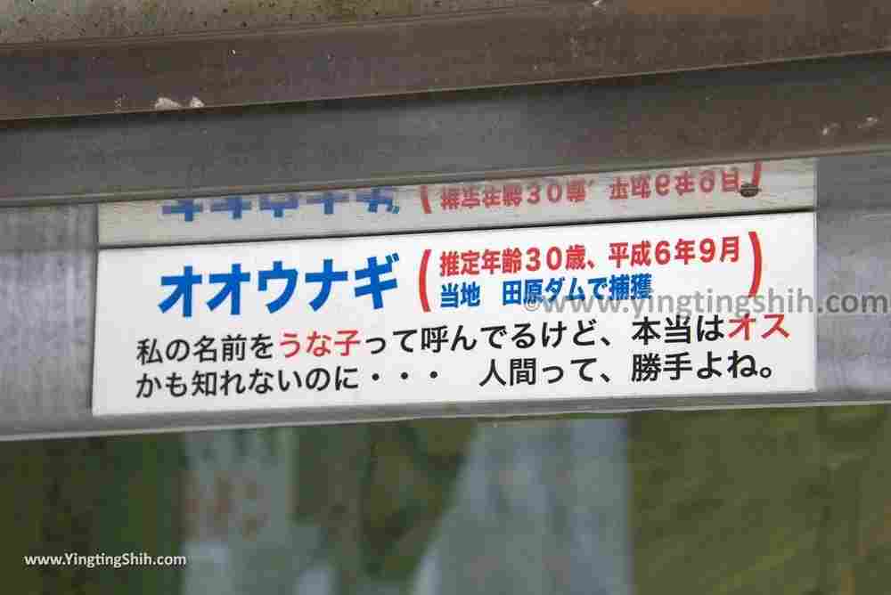 YTS_YTS_20180818_Japan Kyushu Nagasaki Habitat of Giant Mottled Eels日本九州長崎大鰻生息地／國指定天然記念物022_3A5A5980.jpg