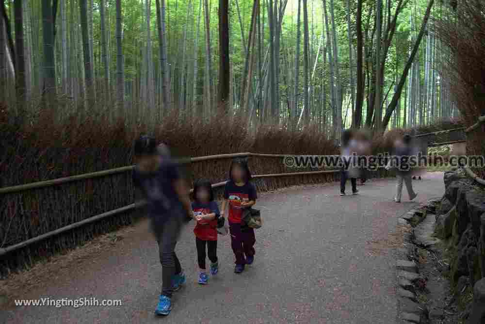 YTS_YTS_20180711_Japan Kansai Kyoto Arashiyama Bamboo Forest ／Nonomiya-Jinja Shrine 日本關西（近畿）京都嵐山竹林小徑、散策路／野宮神社011_3A5A3695.jpg