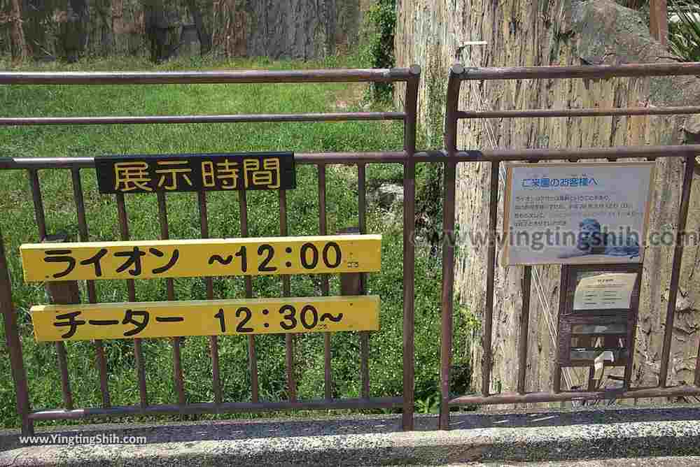 YTS_YTS_20180815_Japan Nagasaki Sasebo Zoological Park and Botanical Garden日本長崎佐世保九十九島動植物園森閃閃／日本最大天井水槽企鵝館045_3A5A3260.jpg