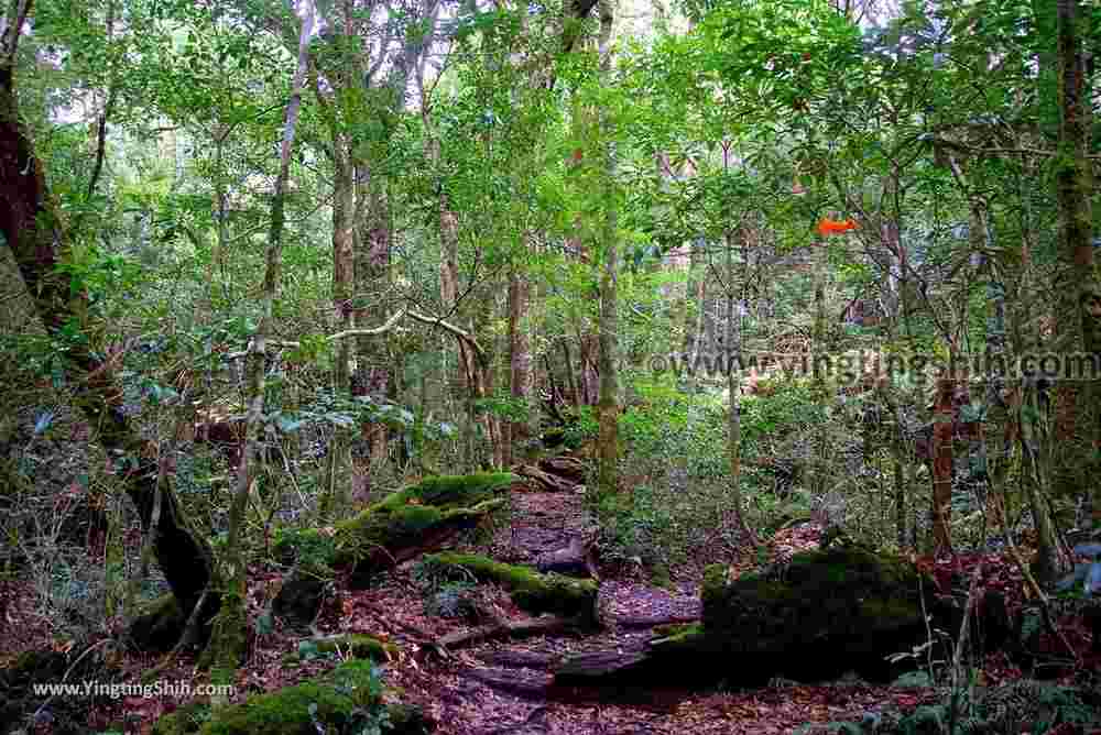 YTS_YTS_20190105_桃園復興塔曼山登山步道Taoyuan Fuxing Tamanshan Hiking Trail099_3A5A4044.jpg