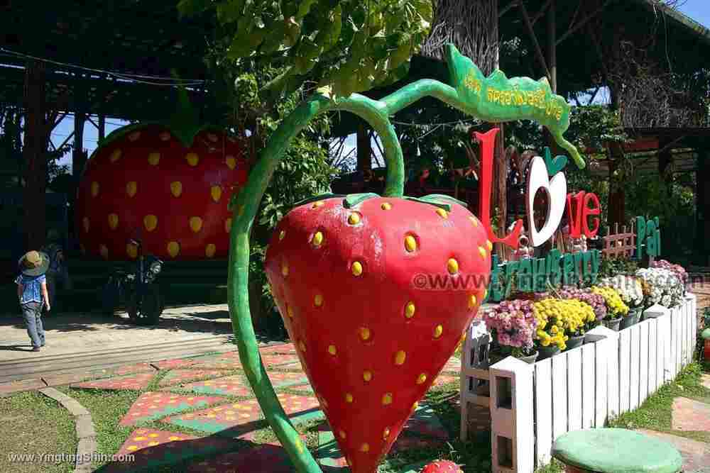 YTS_YTS_20200202_泰國拜縣草莓園Thailand Pai Love Strawberry Pai008_539A4086.jpg