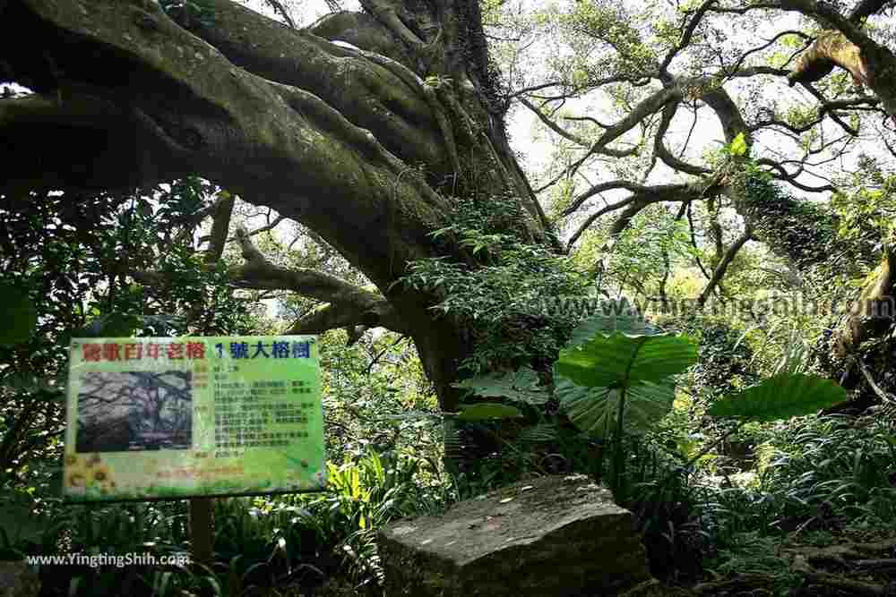YTS_YTS_20190907_新北樹林百年榕樹／福源山步道New Taipei Shulin Centennial Old Banyan Tree065_539A3562.jpg