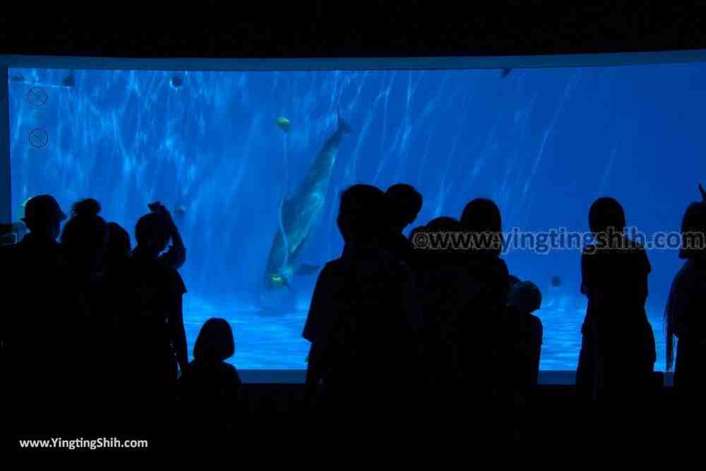 YTS_YTS_20180820_Japan Nagasaki Sasebo Kujukushima Aquarium Umi-kirara日本長崎佐世保九十九島水族館／日本最大水母交嚮樂廳094_3A5A3542.jpg