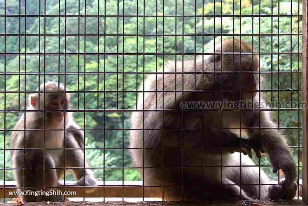 YTS_YTS_20180712_Japan Kyoto Arashiyama Monkey Park Iwatayama 日本京都嵐山猴子公園074_3A5A0445.jpg