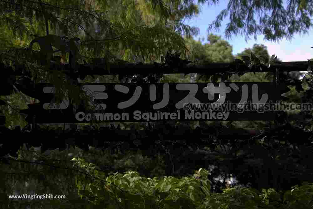 YTS_YTS_20180815_Japan Nagasaki Sasebo Zoological Park and Botanical Garden日本長崎佐世保九十九島動植物園森閃閃／日本最大天井水槽企鵝館242_3A5A9207.jpg