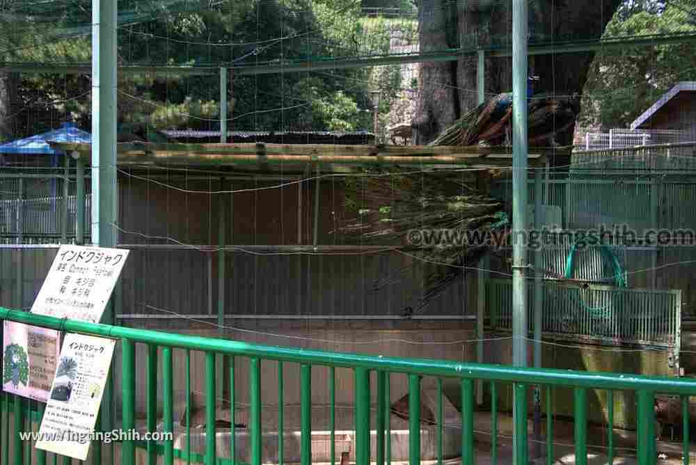 YTS_YTS_20180718_Japan Wakayama Park Zoo日本和歌山公園動物園（水禽園 ）／和歌山城童話園027_3A5A6577.jpg