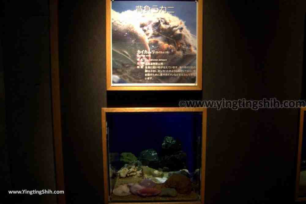 YTS_YTS_20180820_Japan Nagasaki Sasebo Kujukushima Aquarium Umi-kirara日本長崎佐世保九十九島水族館／日本最大水母交嚮樂廳077_3A5A3204.jpg