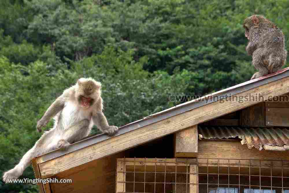 YTS_YTS_20180712_Japan Kyoto Arashiyama Monkey Park Iwatayama 日本京都嵐山猴子公園088_3A5A0358.jpg