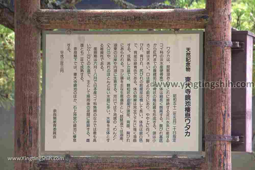 YTS_YTS_20180717_Japan Kansai Nara Todai-ji日本關西奈良東大寺／世界文化遺產080_3A5A7922.jpg