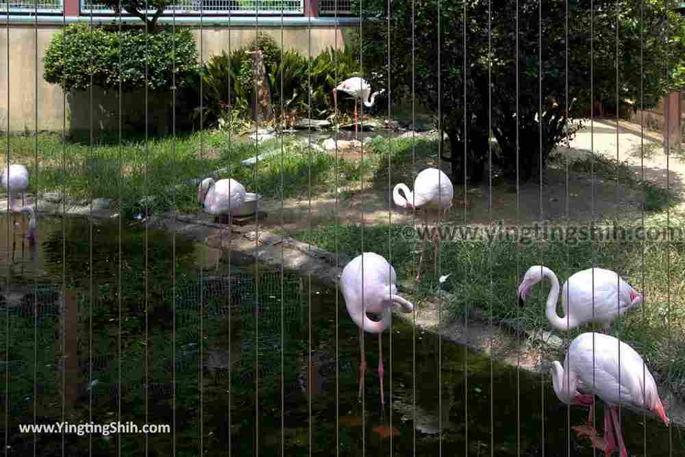 YTS_YTS_20180718_Japan Wakayama Park Zoo日本和歌山公園動物園（水禽園 ）／和歌山城童話園053_3A5A6346.jpg