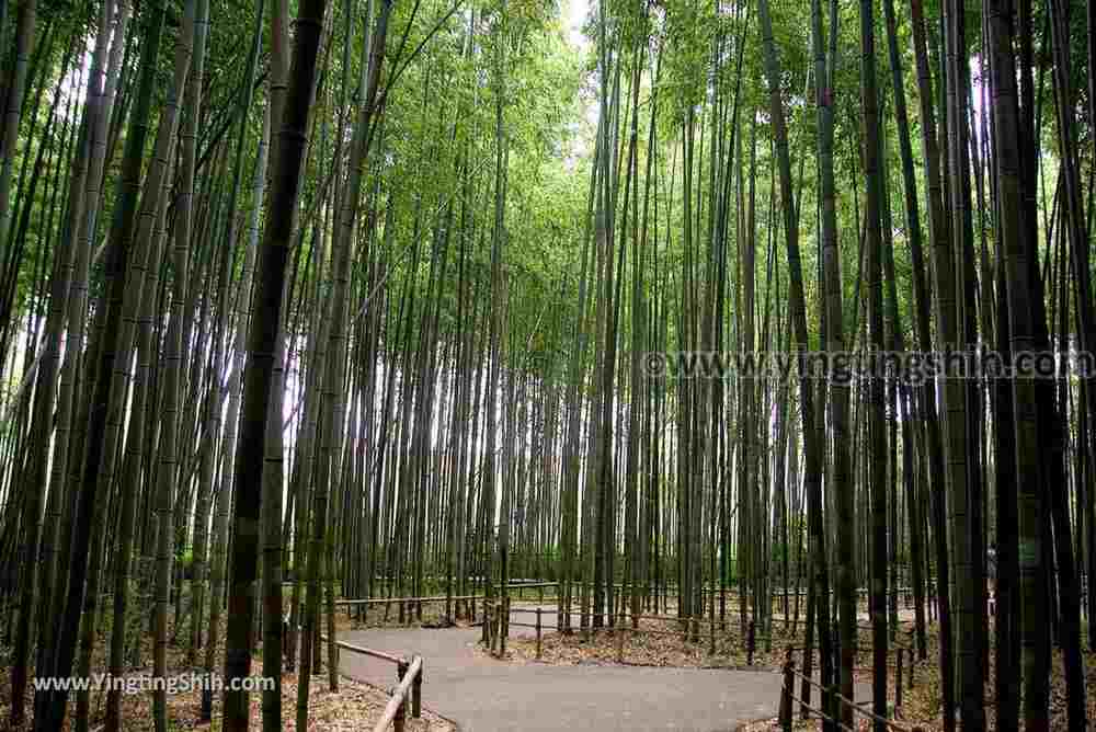 YTS_YTS_20180711_Japan Kansai Kyoto Arashiyama Bamboo Forest ／Nonomiya-Jinja Shrine 日本關西（近畿）京都嵐山竹林小徑、散策路／野宮神社065_3A5A7476.jpg