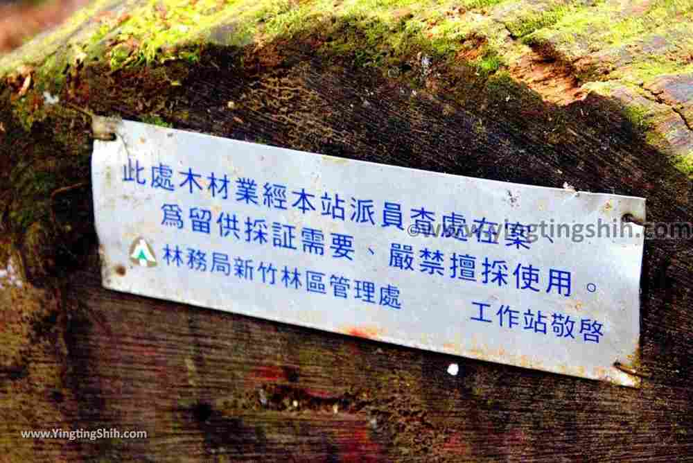 YTS_YTS_20190105_桃園復興塔曼山登山步道Taoyuan Fuxing Tamanshan Hiking Trail117_3A5A4153.jpg