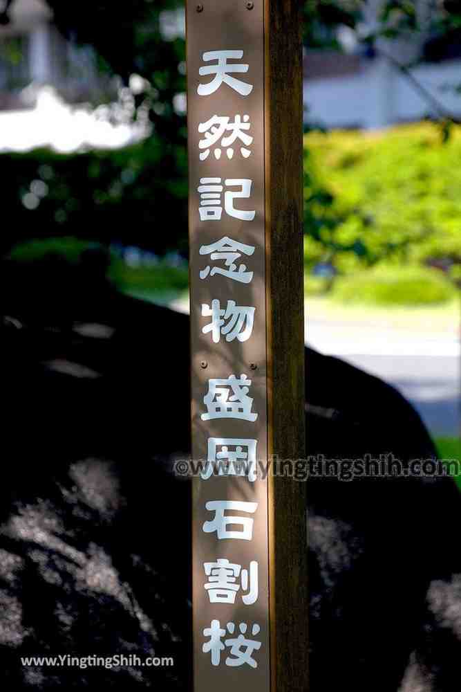 YTS_YTS_20190725_日本東北岩手盛岡石割桜Japan Tohoku Iwate The Rock Splitting Cherry Tree012_539A3365.jpg