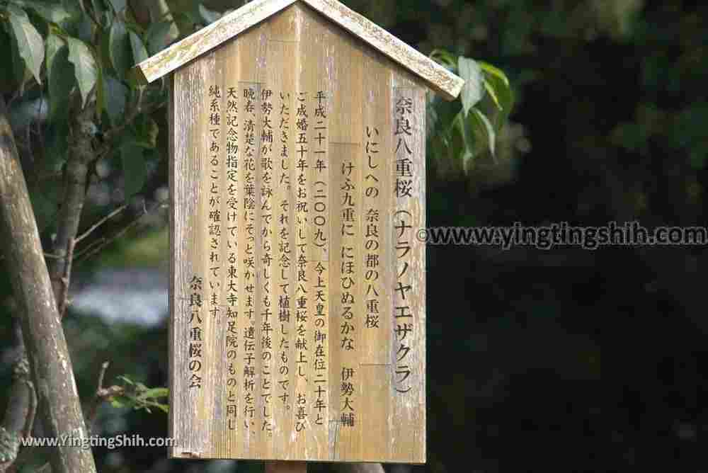 YTS_YTS_20180717_Japan Kansai Nara Todai-ji日本關西奈良東大寺／世界文化遺產105_3A5A8176.jpg
