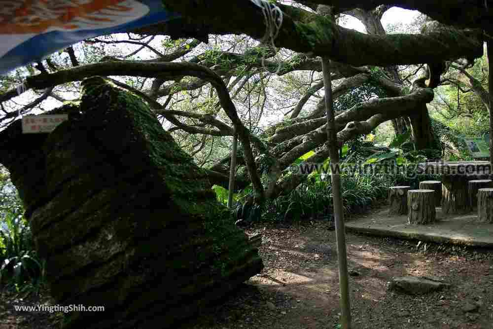 YTS_YTS_20190907_新北樹林百年榕樹／福源山步道New Taipei Shulin Centennial Old Banyan Tree060_539A3540.jpg