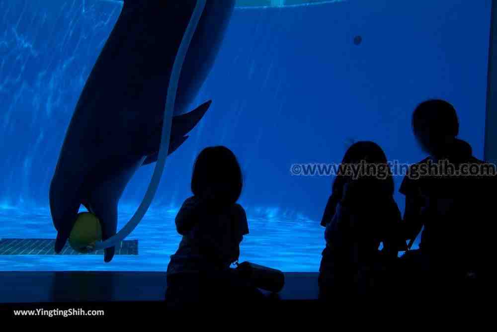 YTS_YTS_20180820_Japan Nagasaki Sasebo Kujukushima Aquarium Umi-kirara日本長崎佐世保九十九島水族館／日本最大水母交嚮樂廳095_3A5A4121.jpg