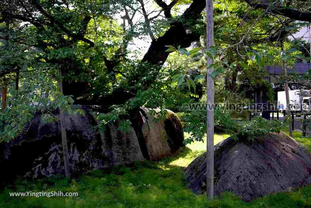 YTS_YTS_20190725_日本東北岩手盛岡石割桜Japan Tohoku Iwate The Rock Splitting Cherry Tree017_539A3374.jpg