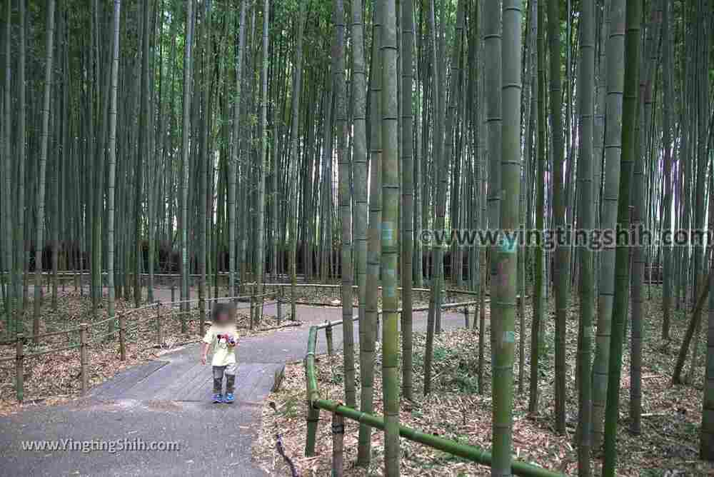 YTS_YTS_20180711_Japan Kansai Kyoto Arashiyama Bamboo Forest ／Nonomiya-Jinja Shrine 日本關西（近畿）京都嵐山竹林小徑、散策路／野宮神社068_3A5A7507.jpg