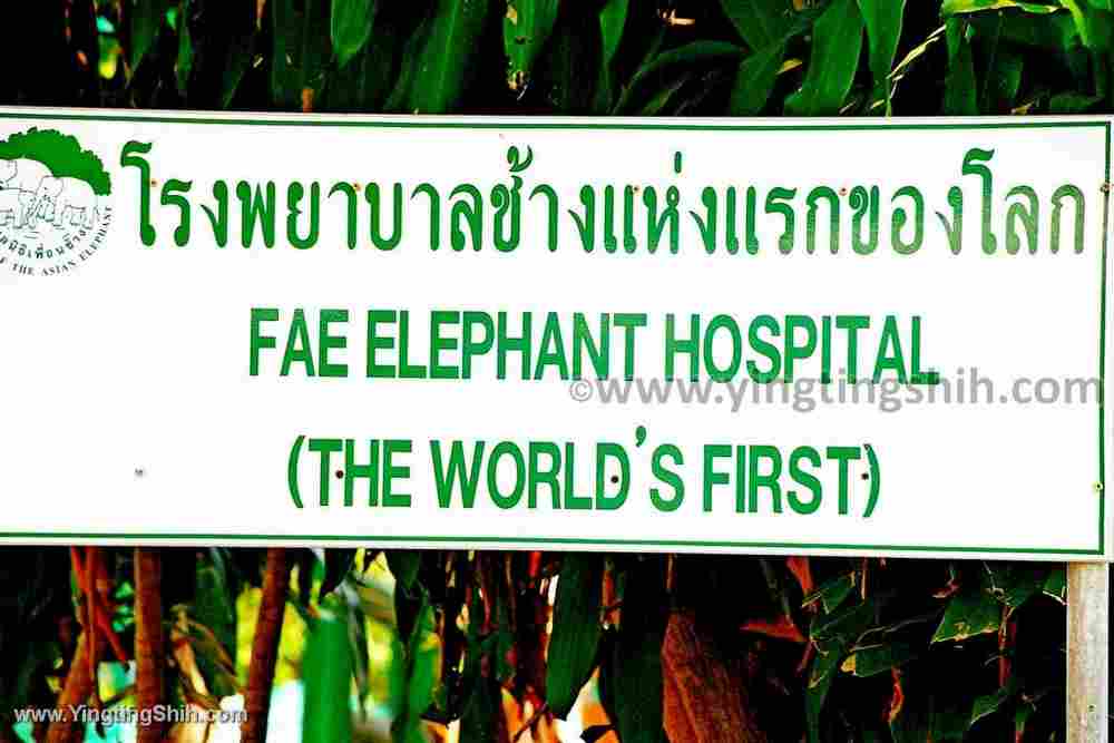 YTS_YTS_20200205_泰國南邦大象醫院Thailand Lampang FAE004_539A7829.jpg