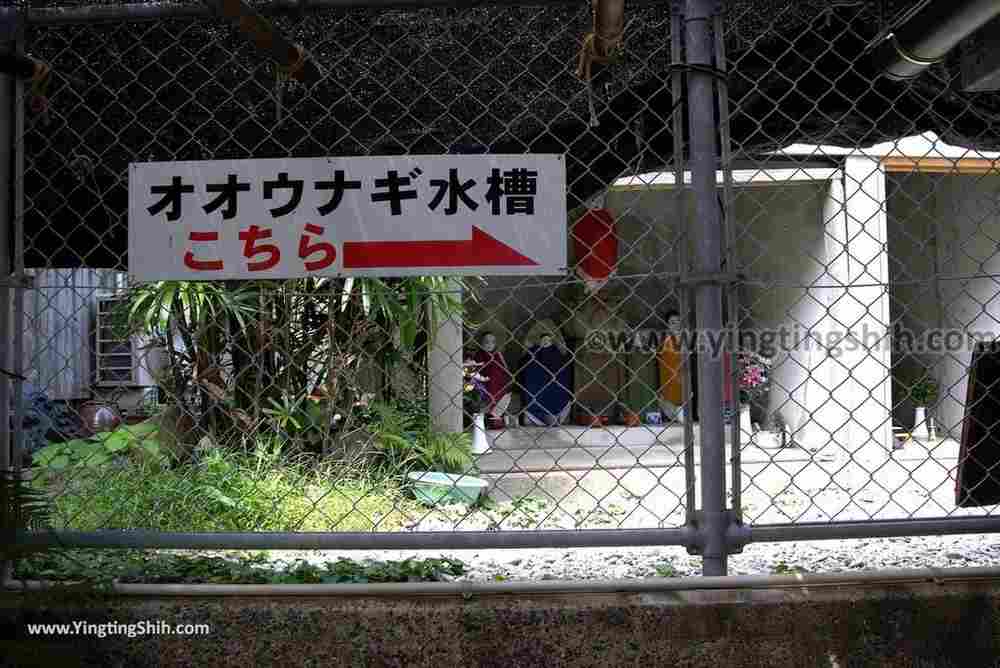 YTS_YTS_20180818_Japan Kyushu Nagasaki Habitat of Giant Mottled Eels日本九州長崎大鰻生息地／國指定天然記念物020_3A5A6011.jpg