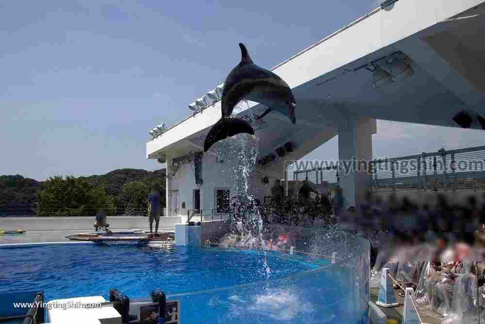 YTS_YTS_20180820_Japan Nagasaki Sasebo Kujukushima Aquarium Umi-kirara日本長崎佐世保九十九島水族館／日本最大水母交嚮樂廳142_3A5A7853.jpg