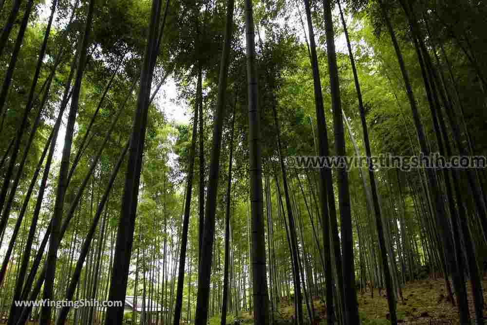 YTS_YTS_20180711_Japan Kansai Kyoto Arashiyama Bamboo Forest ／Nonomiya-Jinja Shrine 日本關西（近畿）京都嵐山竹林小徑、散策路／野宮神社008_3A5A3646.jpg