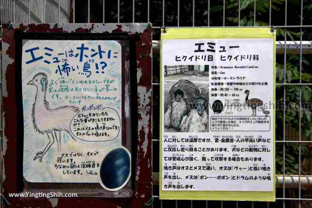 YTS_YTS_20180718_Japan Wakayama Park Zoo日本和歌山公園動物園（水禽園 ）／和歌山城童話園029_3A5A6584.jpg