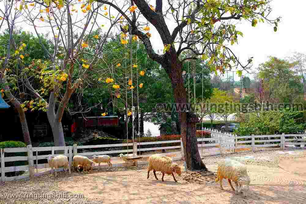 YTS_YTS_20200205_泰國南邦綿羊牧場Thailand Lampang Hug You Sheep Farm038_539A8285.jpg