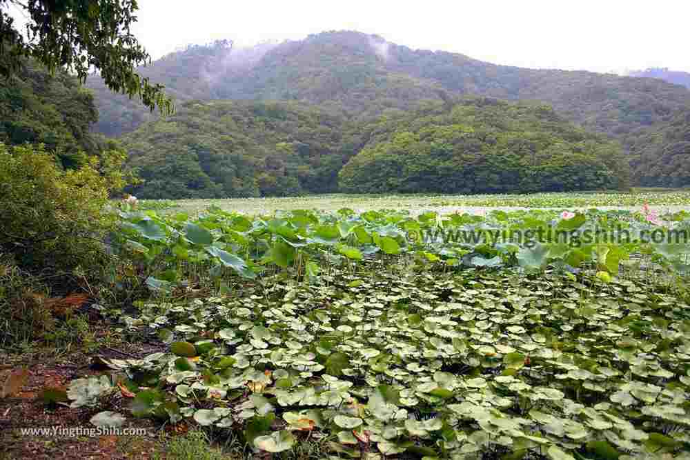YTS_YTS_20190817_日本東北山形大山上池（拉姆薩公約登錄濕地）Japan Tohoku Yamagata Ohyama Kami-ike（Ramsar Wetland）021_539A9327.jpg