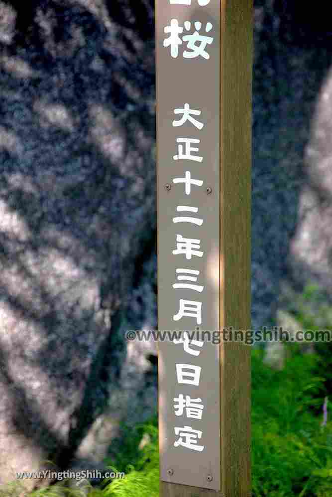 YTS_YTS_20190725_日本東北岩手盛岡石割桜Japan Tohoku Iwate The Rock Splitting Cherry Tree013_539A3366.jpg