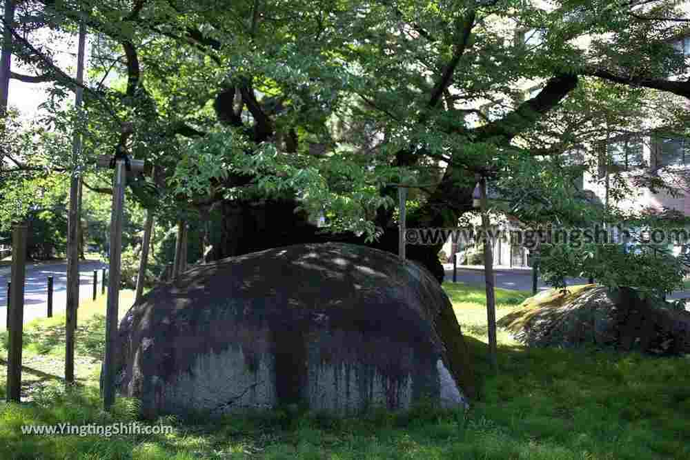 YTS_YTS_20190725_日本東北岩手盛岡石割桜Japan Tohoku Iwate The Rock Splitting Cherry Tree019_539A3372.jpg