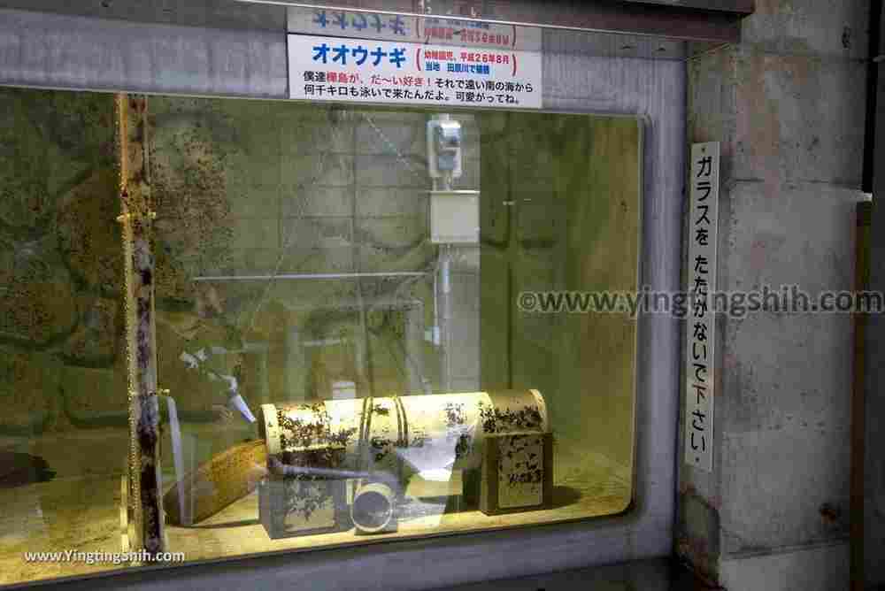 YTS_YTS_20180818_Japan Kyushu Nagasaki Habitat of Giant Mottled Eels日本九州長崎大鰻生息地／國指定天然記念物027_3A5A5962.jpg
