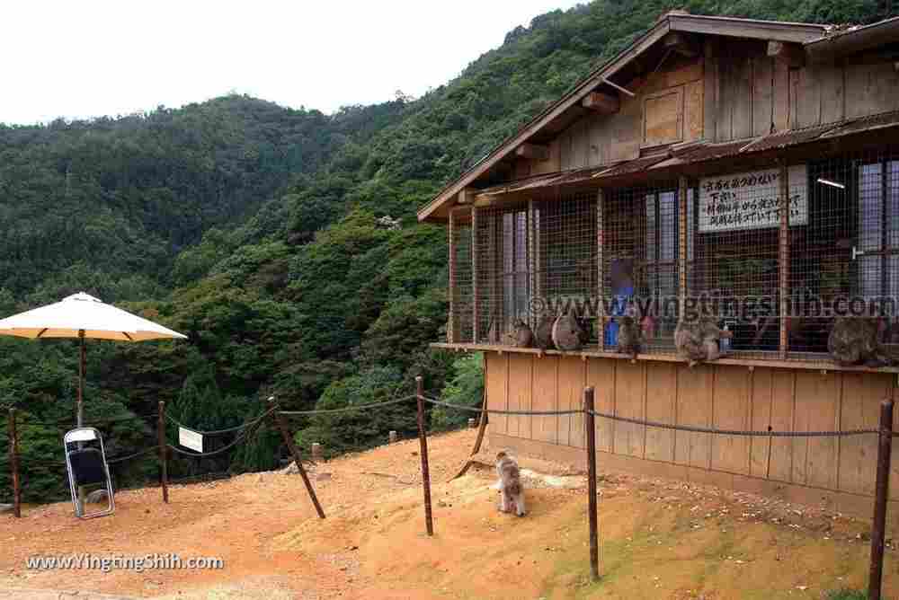 YTS_YTS_20180712_Japan Kyoto Arashiyama Monkey Park Iwatayama 日本京都嵐山猴子公園094_3A5A0292.jpg