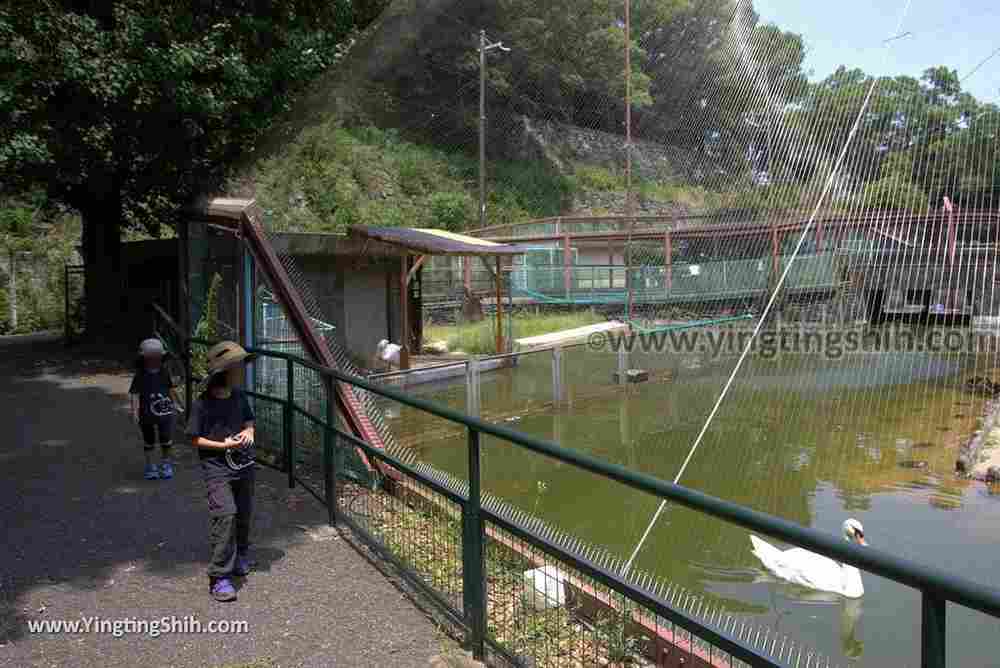 YTS_YTS_20180718_Japan Wakayama Park Zoo日本和歌山公園動物園（水禽園 ）／和歌山城童話園062_3A5A6440.jpg