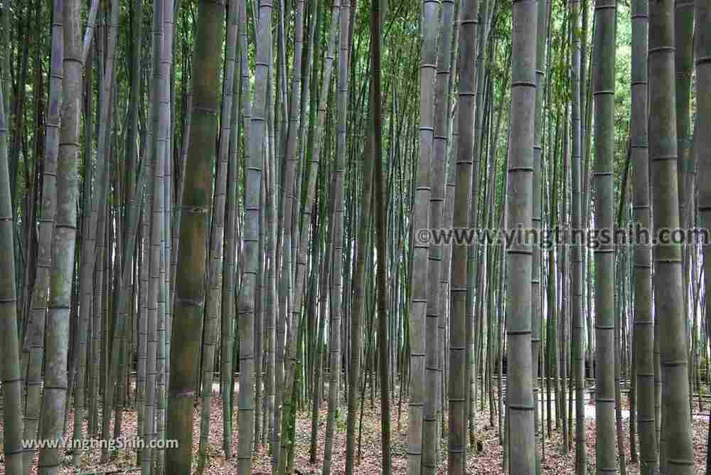 YTS_YTS_20180711_Japan Kansai Kyoto Arashiyama Bamboo Forest ／Nonomiya-Jinja Shrine 日本關西（近畿）京都嵐山竹林小徑、散策路／野宮神社069_3A5A7527.jpg