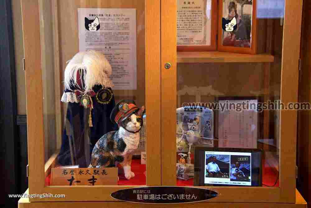 YTS_YTS_20180717_Japan Kansai Wakayama Kishi Station／Tama Museum／Cat日本關西（近畿）和歌山貴志駅／小玉車站030_3A5A1816.jpg