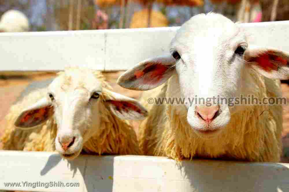 YTS_YTS_20200205_泰國南邦綿羊牧場Thailand Lampang Hug You Sheep Farm034_539A8277.jpg