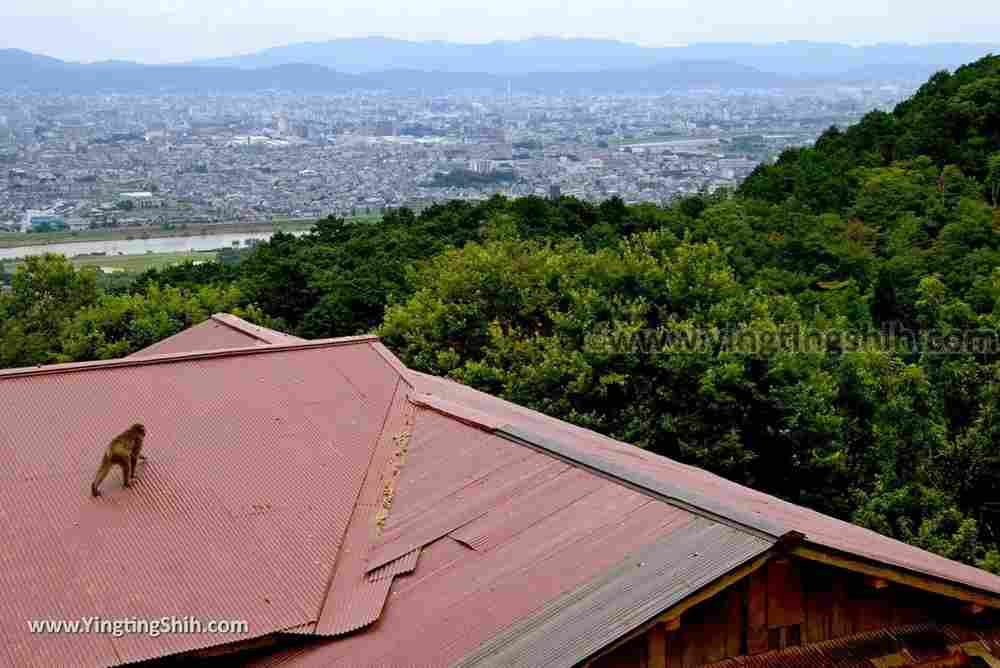 YTS_YTS_20180712_Japan Kyoto Arashiyama Monkey Park Iwatayama 日本京都嵐山猴子公園112_3A5A1238.jpg