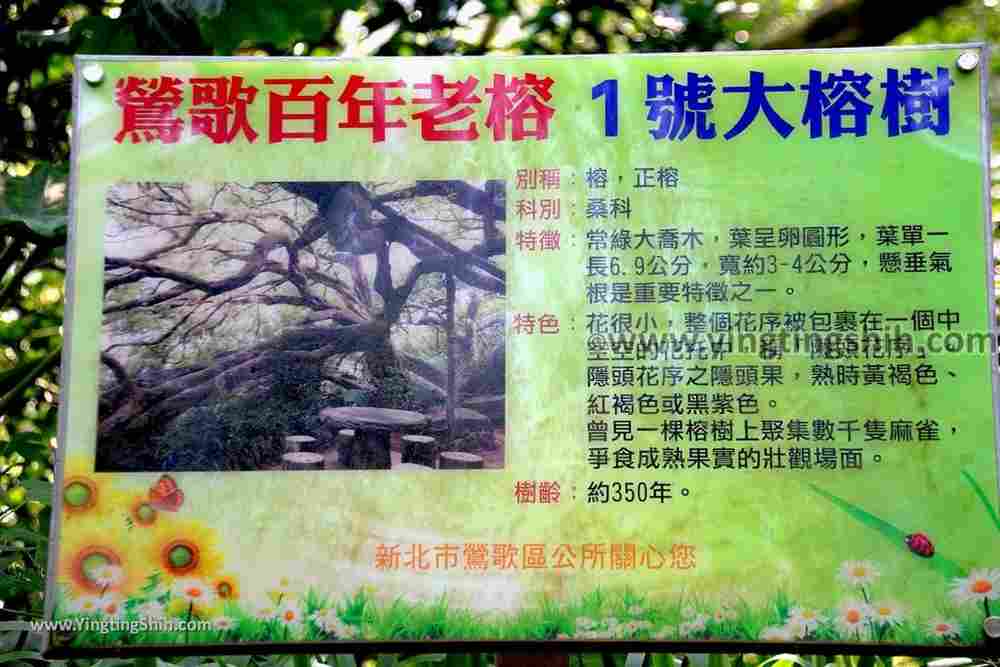 YTS_YTS_20190907_新北樹林百年榕樹／福源山步道New Taipei Shulin Centennial Old Banyan Tree066_539A3564.jpg