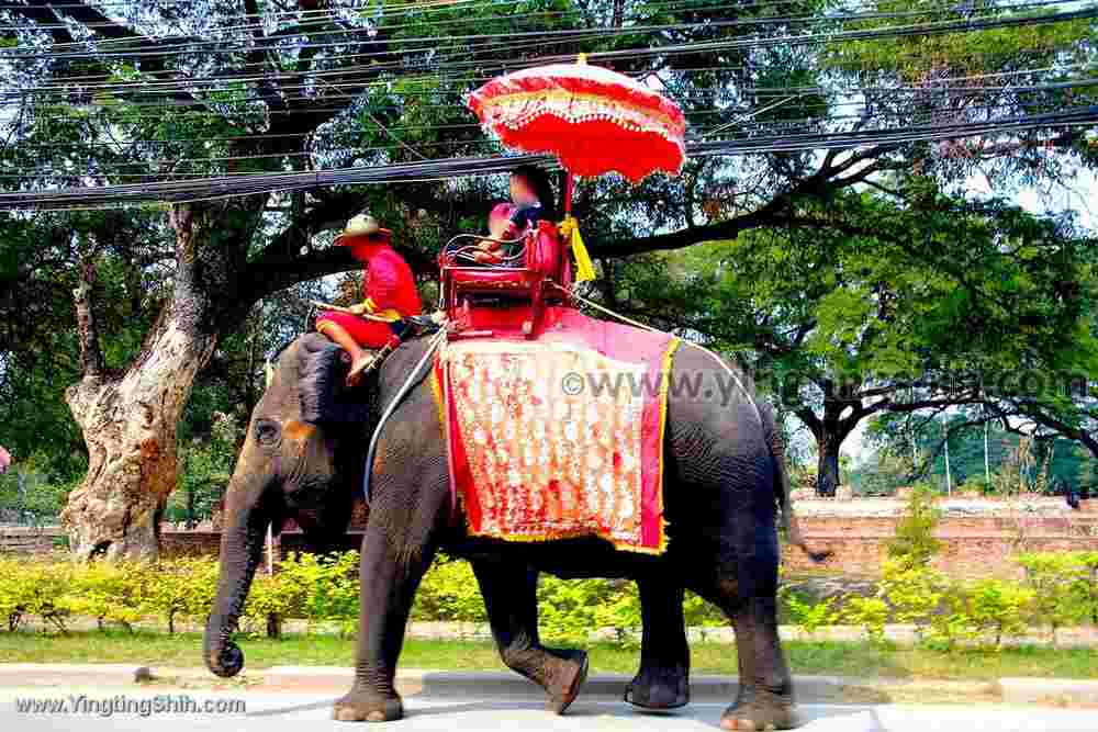 YTS_YTS_20200122_泰國大城大象園／阿瑜陀耶古城Thailand Ayutthaya018_539A9135.jpg