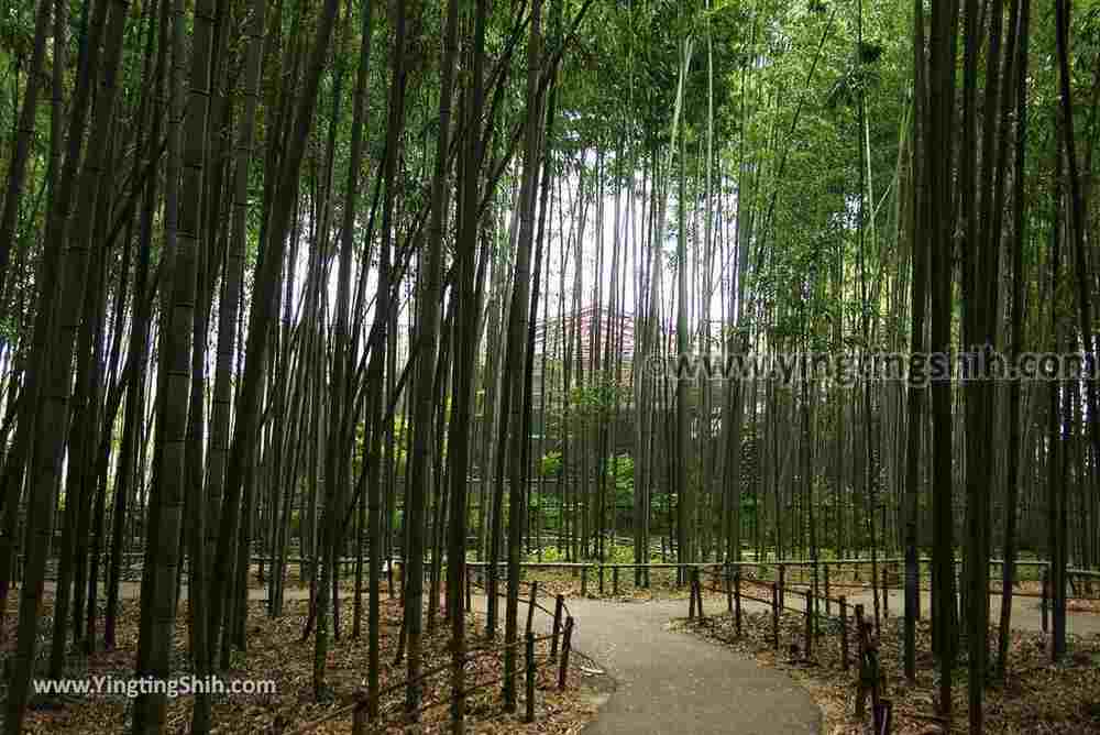YTS_YTS_20180711_Japan Kansai Kyoto Arashiyama Bamboo Forest ／Nonomiya-Jinja Shrine 日本關西（近畿）京都嵐山竹林小徑、散策路／野宮神社070_3A5A7578.jpg