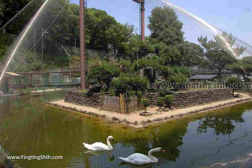 YTS_YTS_20180718_Japan Wakayama Park Zoo日本和歌山公園動物園（水禽園 ）／和歌山城童話園066_3A5A6462.jpg
