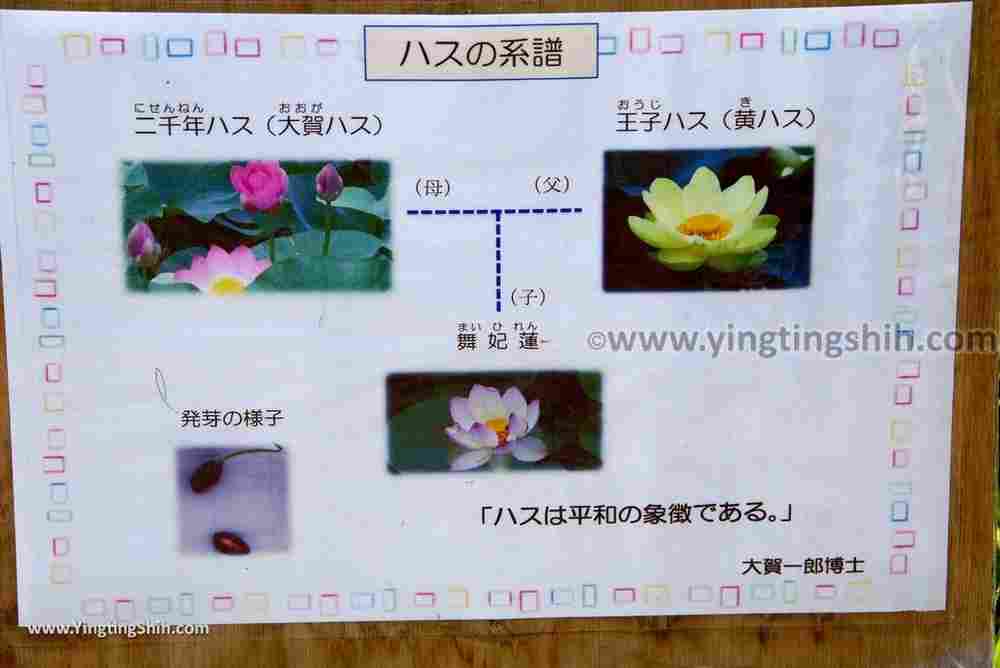 YTS_YTS_20180821_Japan Kyushu Saga Taku Two thousand year lotus日本九州佐賀多久二千年舞妃蓮／聖光寺030_3A5A0354.jpg