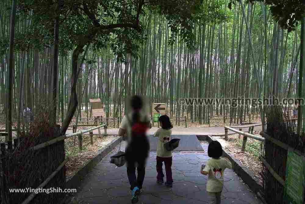 YTS_YTS_20180711_Japan Kansai Kyoto Arashiyama Bamboo Forest ／Nonomiya-Jinja Shrine 日本關西（近畿）京都嵐山竹林小徑、散策路／野宮神社061_3A5A7436.jpg