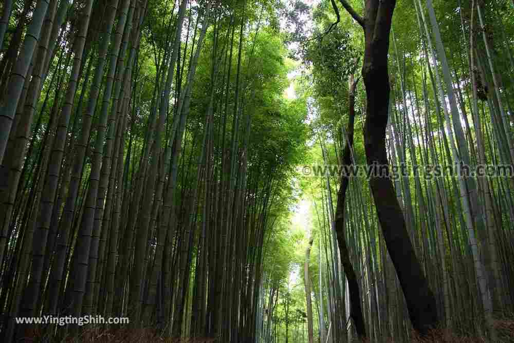 YTS_YTS_20180711_Japan Kansai Kyoto Arashiyama Bamboo Forest ／Nonomiya-Jinja Shrine 日本關西（近畿）京都嵐山竹林小徑、散策路／野宮神社012_3A5A3740.jpg