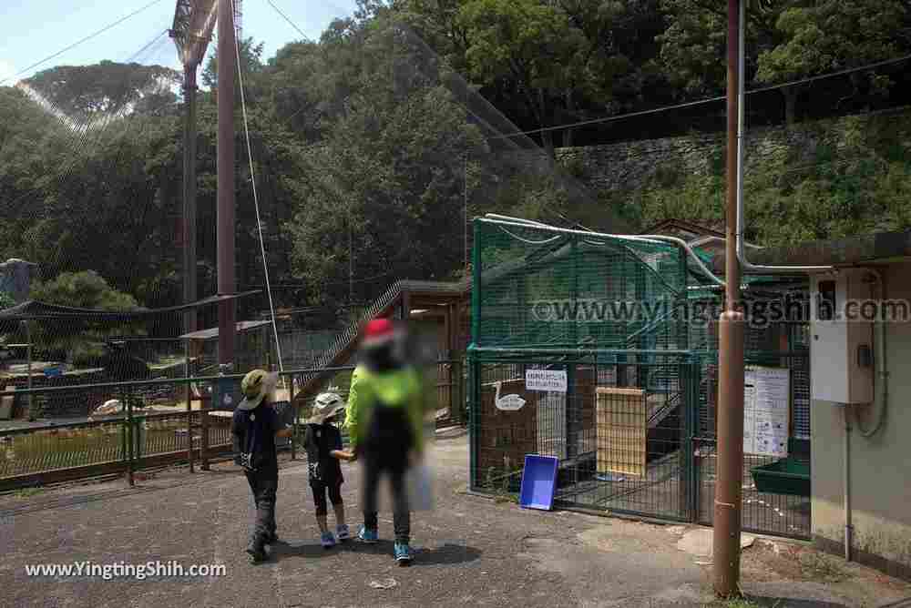 YTS_YTS_20180718_Japan Wakayama Park Zoo日本和歌山公園動物園（水禽園 ）／和歌山城童話園056_3A5A6387.jpg