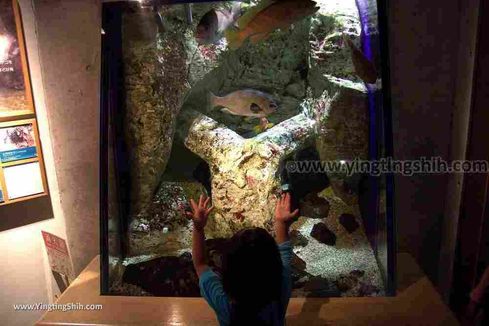 YTS_YTS_20180820_Japan Nagasaki Sasebo Kujukushima Aquarium Umi-kirara日本長崎佐世保九十九島水族館／日本最大水母交嚮樂廳080_3A5A3220.jpg